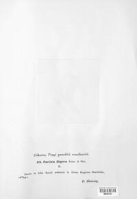 Puccinia dispersa image